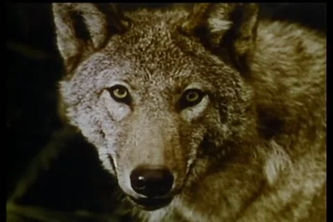 Close-up of wolves Stock Footage