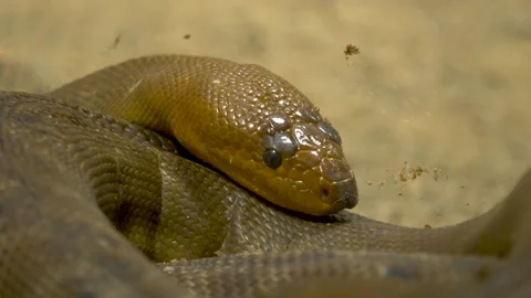 Close-up of a woma python (Aspidites ramsayi). Stock Footage 166272619