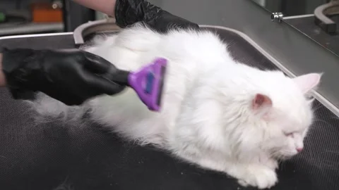 Close-up of a woman combing out the thick fur of a white cat in a grooming salon Stock Footage 334120731