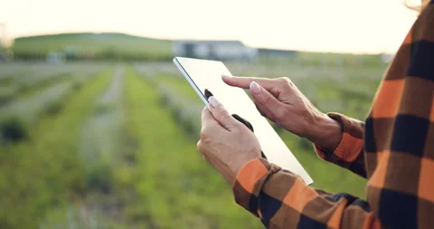 Close up of woman farmer hands in wheat field holding digital tablet and typing Stock Footage 252907853