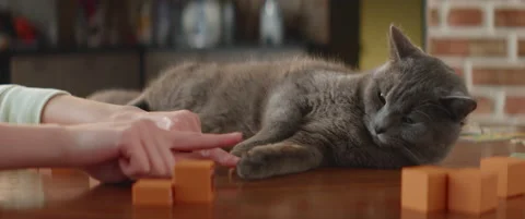 Close up of woman hand playing with grumpy lazy cat on a table with toy blocks Stock Footage 234527403