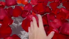Woman Hand Preparing a Home Bath with Petals Dropping Red Rose Petals to  Water, Lifestyle Stock Footage ft. petals & red - Envato Elements