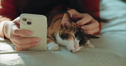 Close up of Woman Hand Using Smartphone while Stroking Calico Cat Head on Bed Vidéo 334583855
