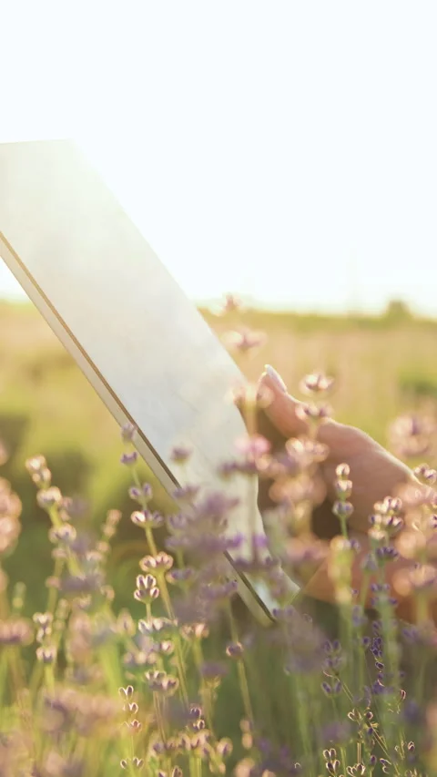 Close up woman hands with computer tablet evaluates harvest of wheat in lavender Stockbeeldmateriaal 331953286