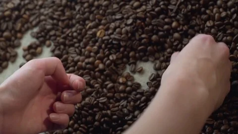 Close up woman hands sorting poor quality's of rusted coffee beans Stock Footage 82150642