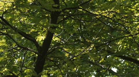 Close-up woman hands using touchscreen phone outdoors laying in the grass Stock Footage 65134971