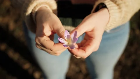 Close up of woman holding a beautiful crocus flower at the beginning of spring. Stock Footage 149602353