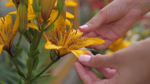 Close Up Of A Woman Touches, Examines And Sniffs The Flowers. Stock Footage