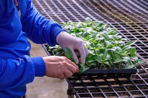 Close-up of woman's farmer hands checking growing young plant in the seedbed. Stock Photos