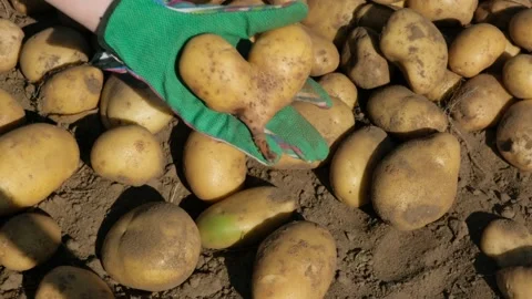 Close-up of woman's gloved hand holding one heart-shaped organic yellow potato Stock Footage 285216784