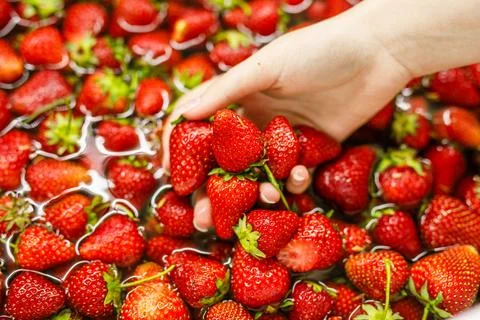 Close-up of a woman's hand against the background of ripe juicy strawberries  Stock Photos