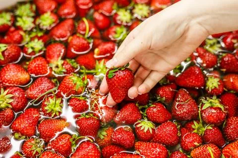 Close-up of a woman's hand against the background of ripe juicy strawberries  Foto stock