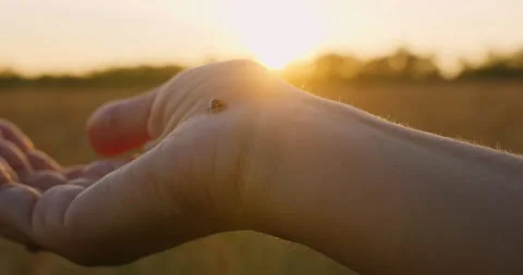Close up of woman's hand and ladybug, woman plays with ladybug Stock Footage 218867076