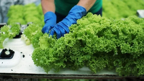 Close up of a woman's hand with blue gloves puts a lettuce work on the factory Stock Footage 99414778