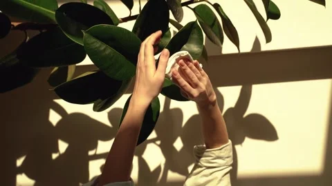 Close-up of a woman's hand caring for a home ficus plant Stock Footage 213526784
