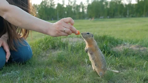 Close-up of a woman's hand feeding vegetables little gopher. Stock Footage 110823554