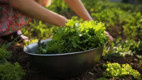 Close up of a woman's hand gathers leaf lettuce in a garden vitamin freshness Stock Footage 94529961
