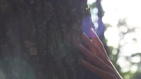 Close up of woman's hand gentle touching the bark of an oak tree Stock Footage 250484221