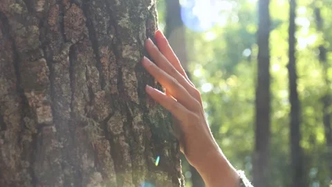 Close up of woman's hand gentle touching the bark of an oak tree Stock Footage 250484236