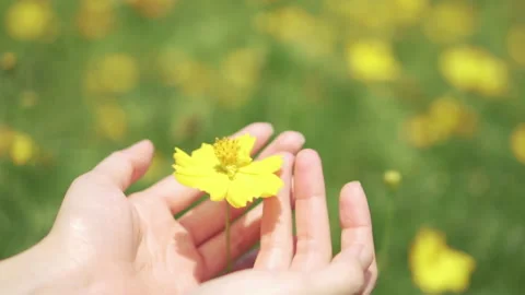 Close-up of a woman's hand gently touching a yellow flower. Stock Footage 186925083
