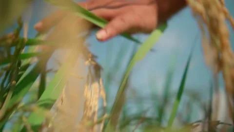 Close Up of Woman's Hand Gently Touching Rice Stalks Stock Footage 227967688