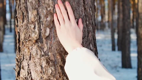 Close-up of a woman's hand gently touching the bark of an adult tree. Stock Footage 269019522