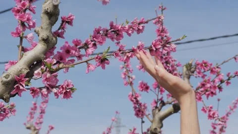 Close-up of a woman's hand gently touching a blooming peach tree branch with Stock Footage 308619414