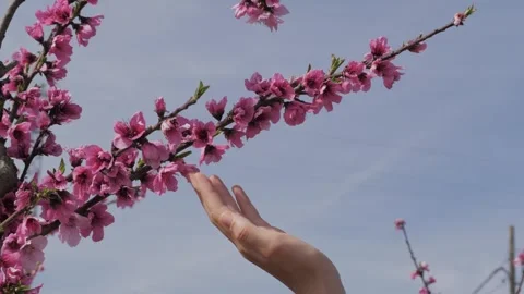 Close-up of a woman's hand gently touching a blooming peach tree branch with Stock Footage 308619437