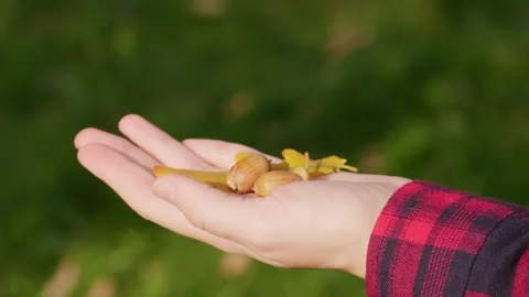 Close-up of a woman's hand holding acorns green blur background Stock Footage 163093765