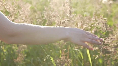 Close up woman's hand holding grass lit evening sun slow mo Stock Footage 82969970
