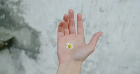 Close up of woman's hand holding small chamomile flower. Stock Footage 158916458