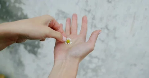 Close up of woman's hand holding small chamomile flower. Stock Footage 158917263