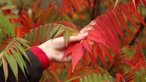 Close-up of a woman's hand holding a tree branch with green and red leaves Видео 347799626