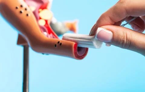 Close-up of a womans hand inserting a sanitary tampon into a medical model of Photos