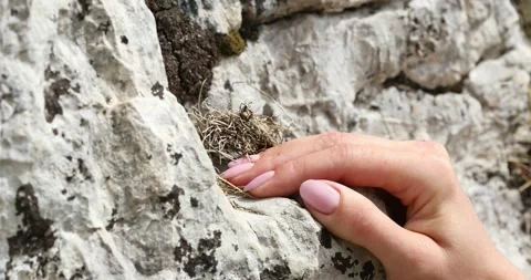 Close-up of a woman's hand leaning on a rock. Stock Footage 248766401