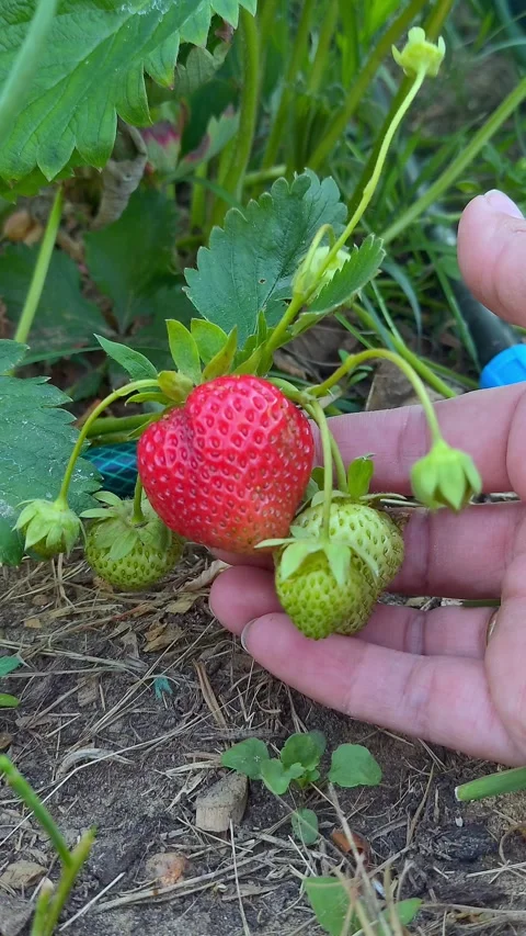 Close-up of a womans hand lifting a red ripening strawberry growing in a garden Stock-Footage 263749768