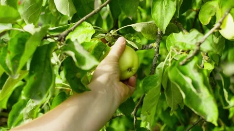 Close-up of a woman's hand picking an apple in the garden. Fruit harvesting. Stock-Footage 248914195