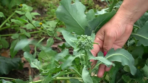 Close up of woman's hand picking broccoli sprout in organic vegetable garden . Stock Footage 148537599