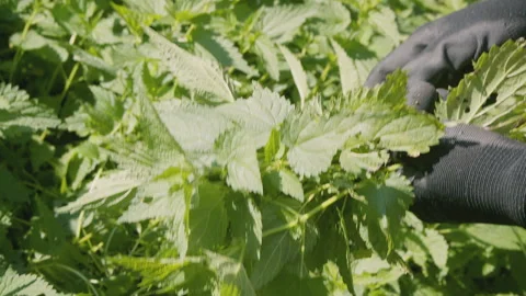 Close up of woman's hand picking fresh stinging nettle . Urtica dioica. Healthy Stock Footage 272795332