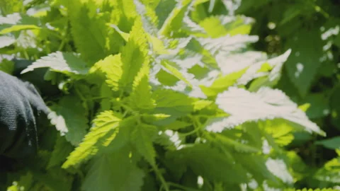 Close up of woman's hand picking fresh stinging nettle . Urtica dioica. Healthy Stock Footage 272795712