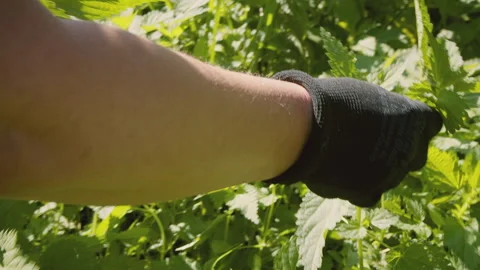 Close up of woman's hand picking fresh stinging nettle . Urtica dioica. Healthy Stock Footage 272795849