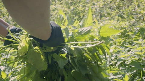 Close up of woman's hand picking fresh stinging nettle . Urtica dioica. Healthy Stock Footage 272796261