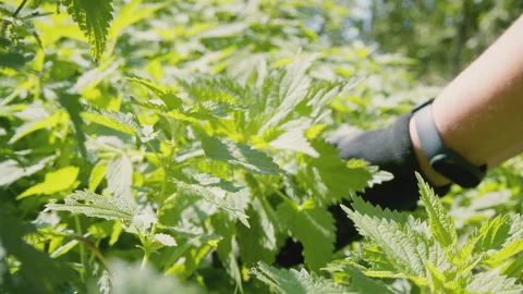 Close up of woman's hand picking fresh stinging nettle . Urtica dioica. Healthy Stock Footage 272796662