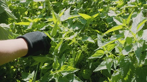 Close up of woman's hand picking fresh stinging nettle . Urtica dioica. Healthy Stock Footage 272796774