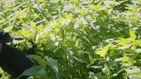 Close up of woman's hand picking fresh stinging nettle . Urtica dioica. Healthy Stock Footage 272796892