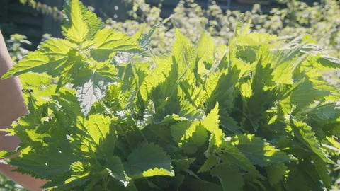 Close up of woman's hand picking fresh stinging nettle . Urtica dioica. Healthy Stock Footage 272797117