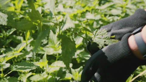 Close up of woman's hand picking fresh stinging nettle . Urtica dioica. Healthy Stock Footage 272798030