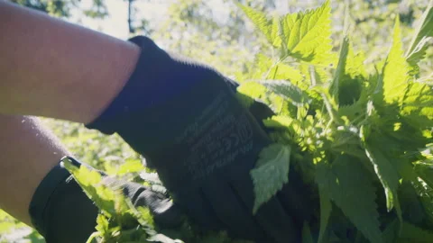 Close up of woman's hand picking fresh stinging nettle . Urtica dioica. Healthy Stock Footage 272798613