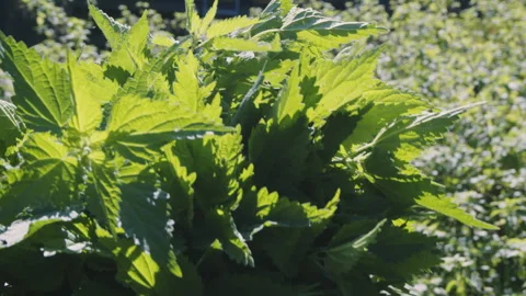Close up of woman's hand picking fresh stinging nettle . Urtica dioica. Healthy Stock Footage 273559940