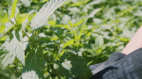 Close up of woman's hand picking fresh stinging nettle . Urtica dioica. Healthy Stock Footage 273560210